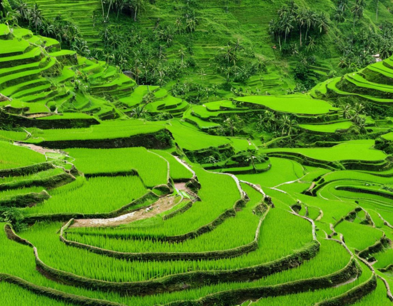 Lokasi-Lokasi Sawah Terasering yang Wajib Dikunjungi