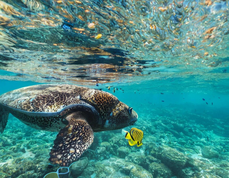 Tempat Snorkeling Terbaik di Bali